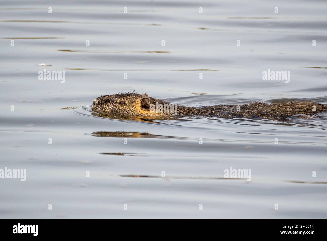 coypu, Myocastor coypus, swimming, invasive species at Aiguamolls Emporda, Catalonia, Spain Stock Photo