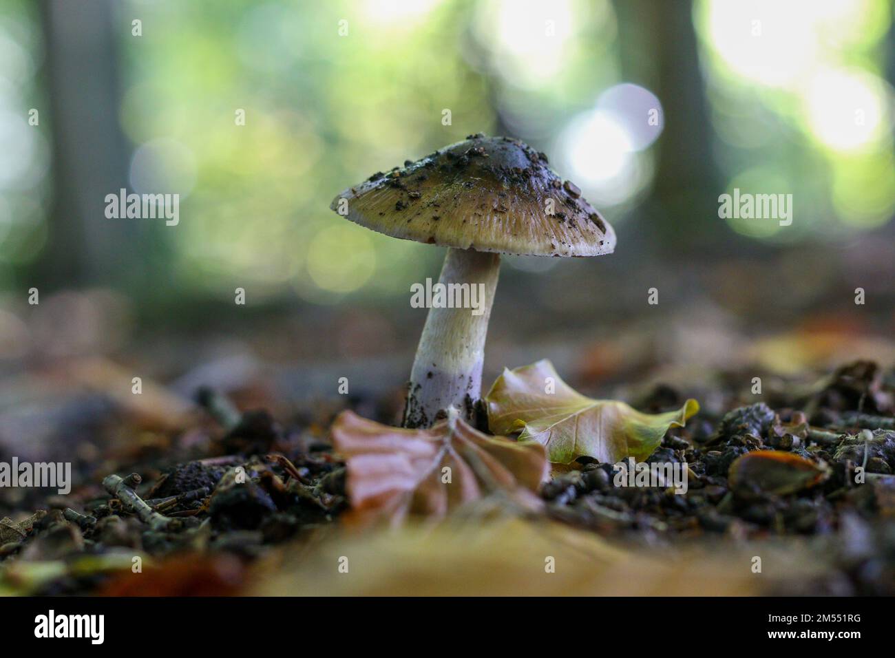 A closeup of straw-colored fiber head mushroom (Inocybe rimosa) growing under the sunlight Stock Photo