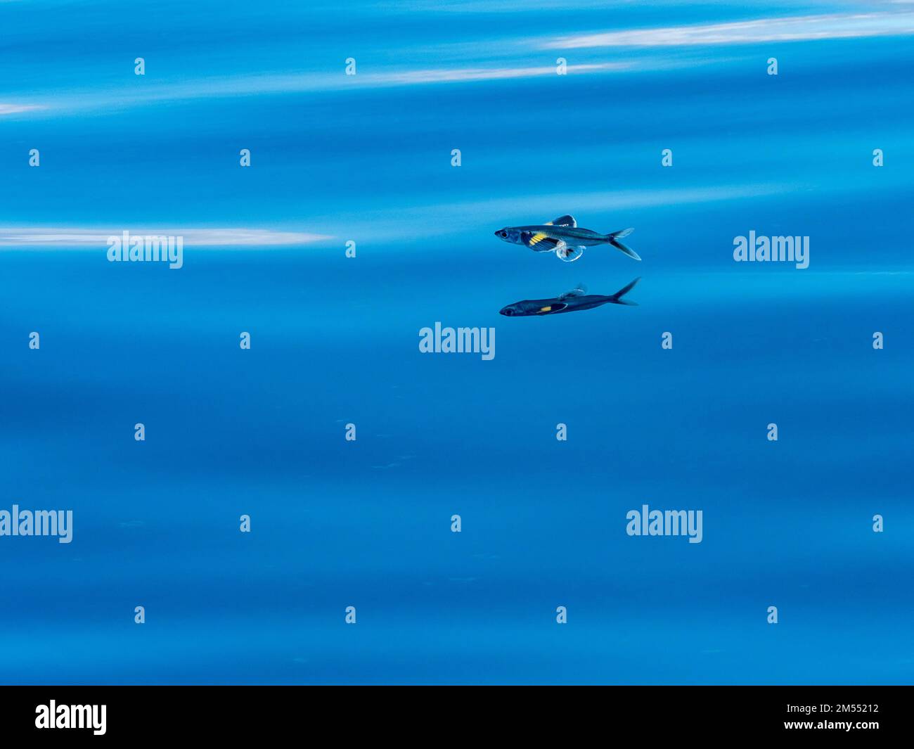 Flying fish gliding on glassy sea in the Coral Sea Papua New Guinea