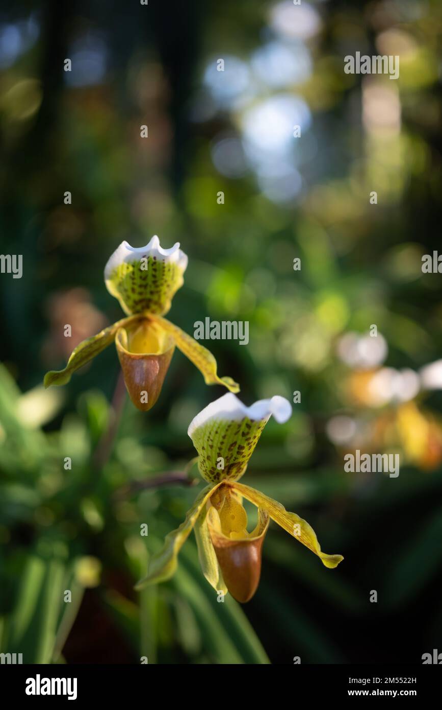 White and yellow flowers of Splendid Paphiopedilum or slipper orchid Stock Photo