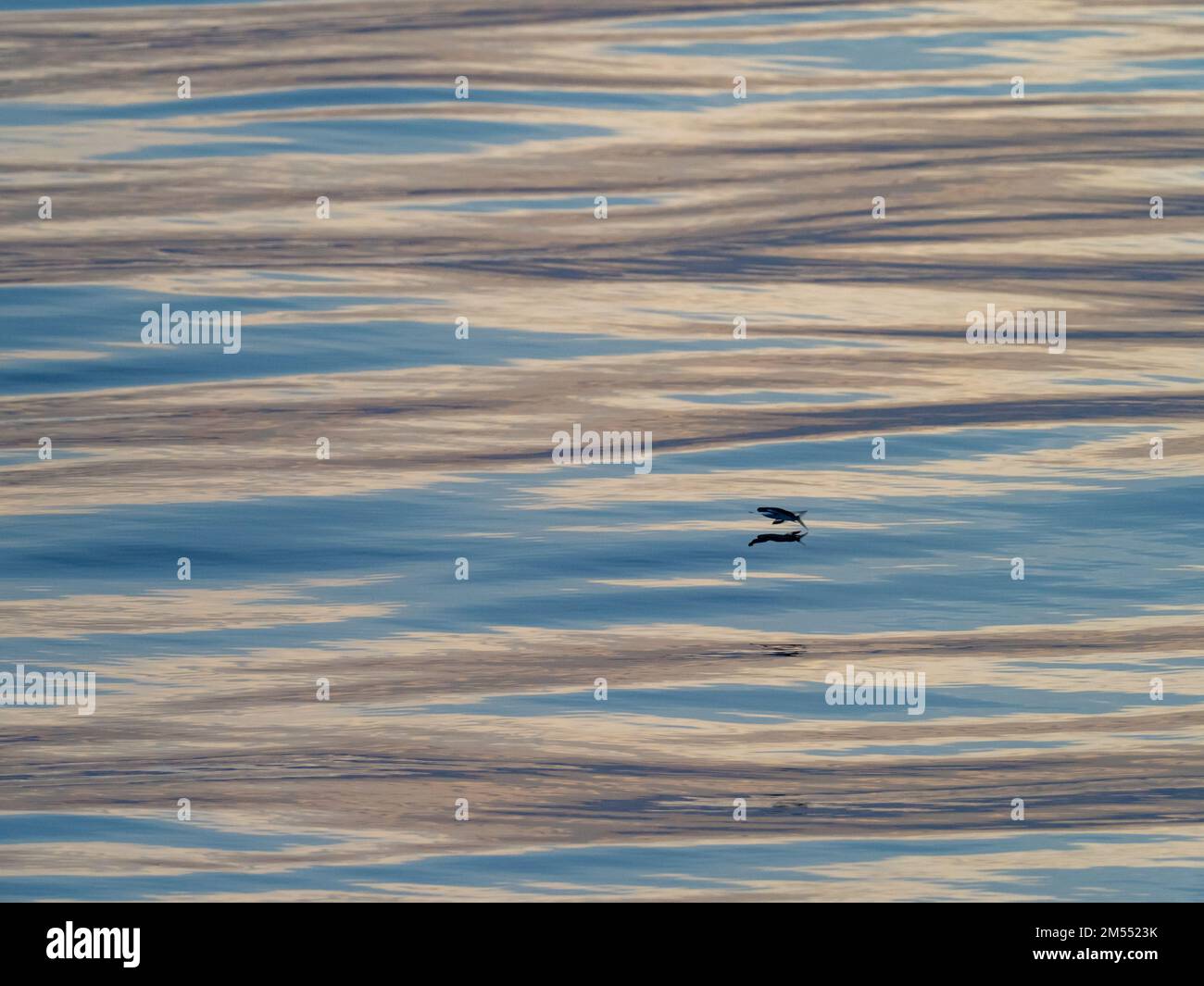 Flying fish gliding on glassy sea in the Banda Sea Indonesia 2022 Stock Photo