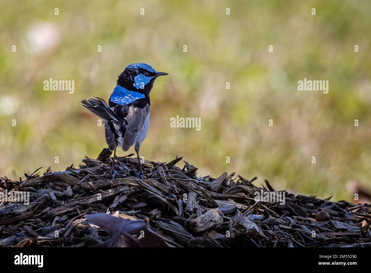 Close up of an electric blue Superb Fairy Wren facing sideways on ground with lovely bokah background Stock Photo