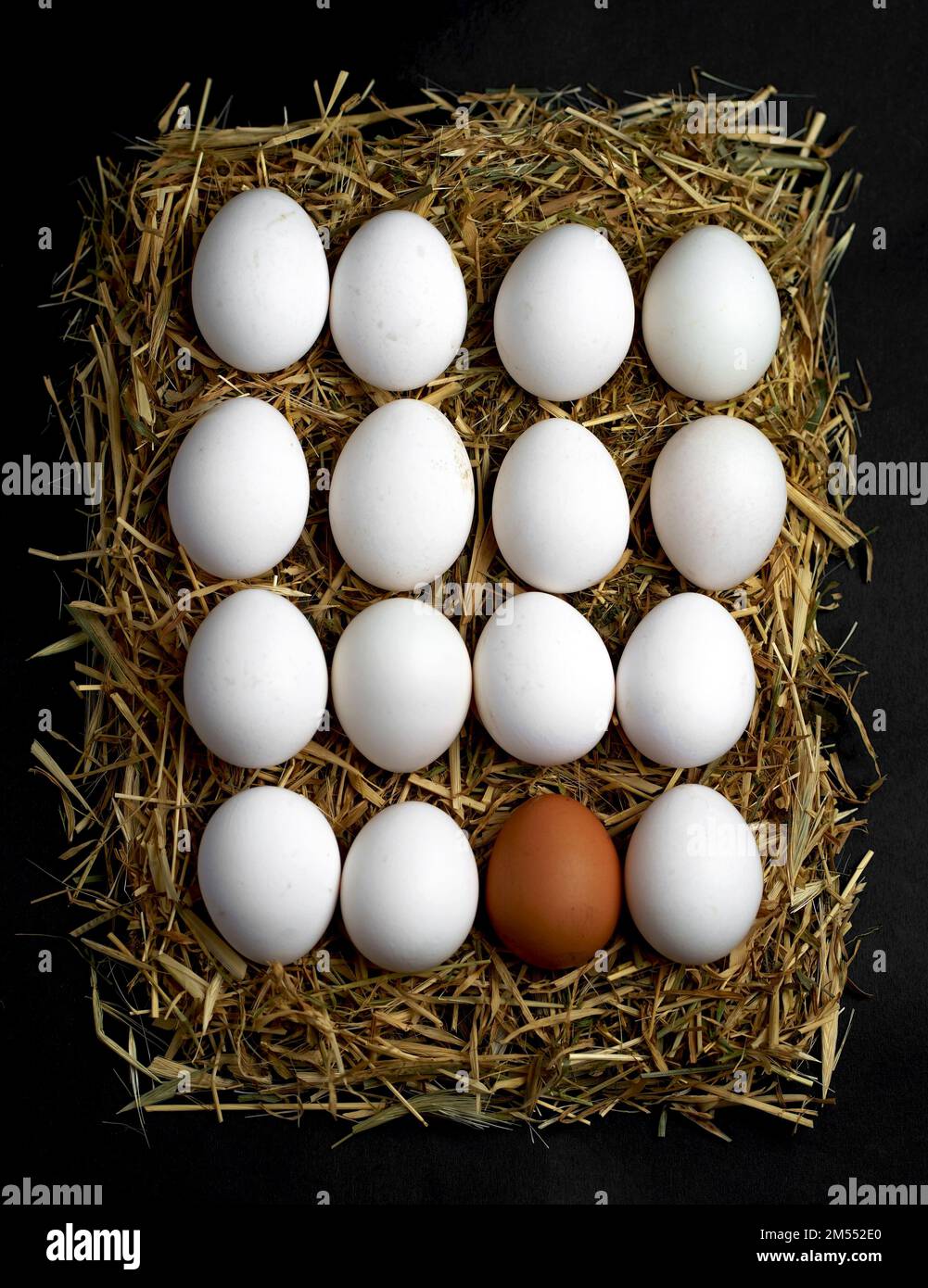 fresh farm chicken eggs in a tray lie on a straw Stock Photo