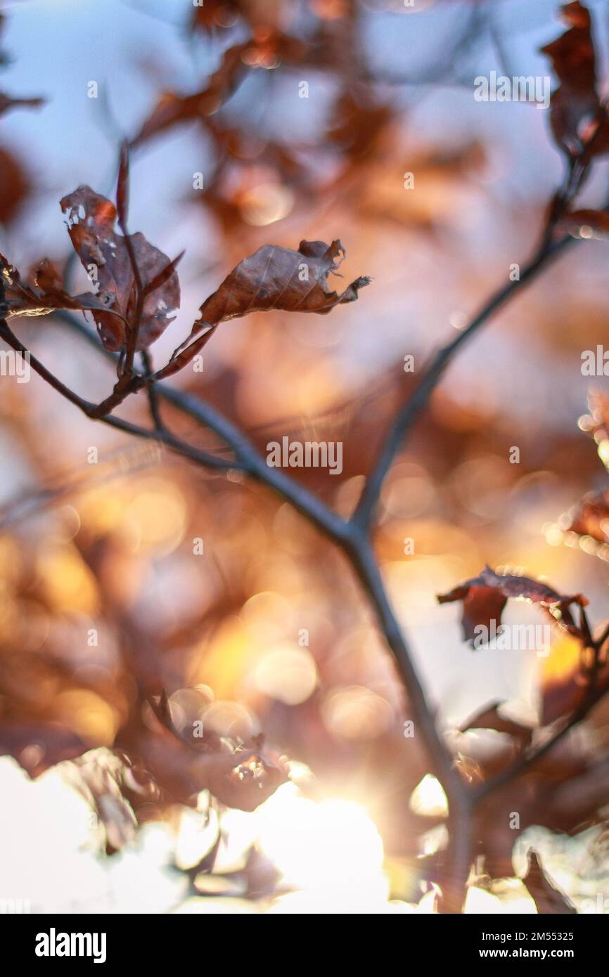 Close up tree branch with dry leaves concept photo Stock Photo - Alamy