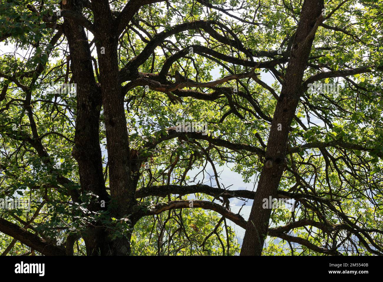 Detail of oak branches, with green leaves, during summer, in the Marche region of Italy Stock Photo