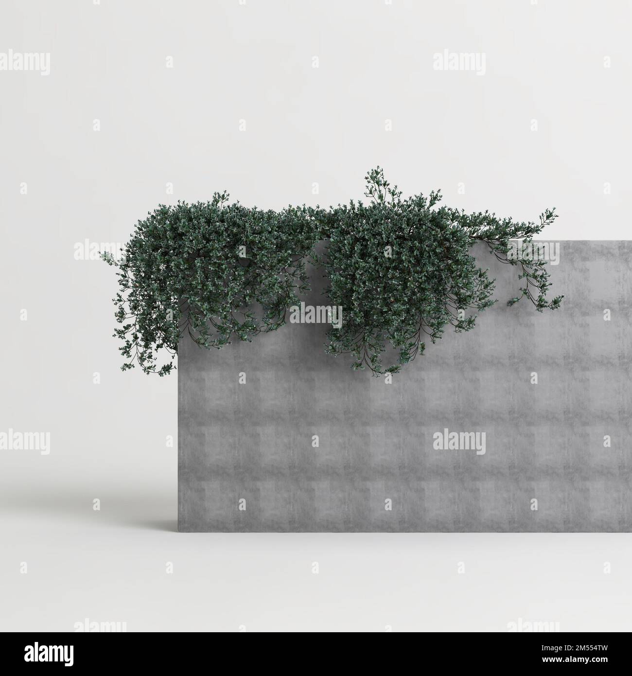 3d illustration of ivy hanging isolated on white background Stock Photo ...