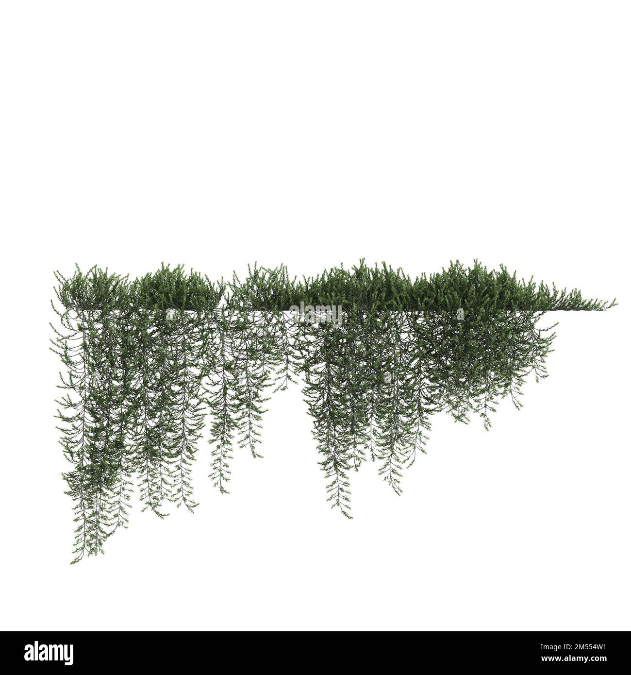 3d illustration of ivy hanging isolated on white background Stock Photo ...