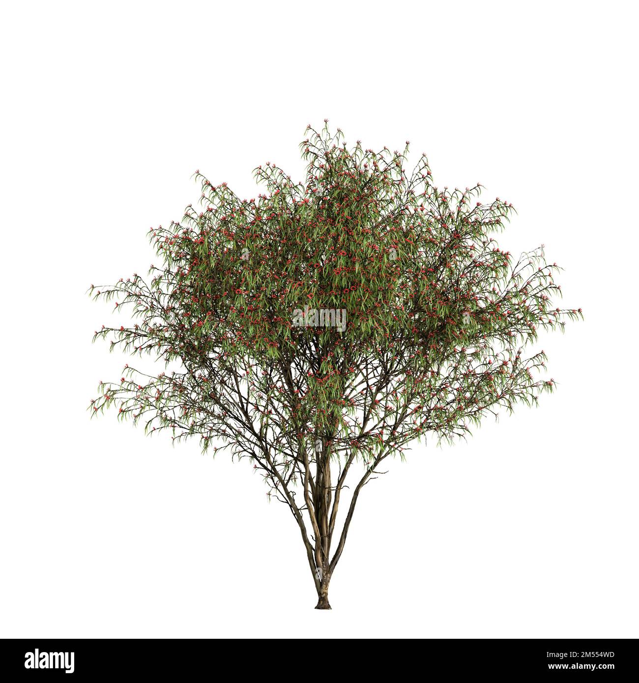 3d illustration of eucalyptus leucoxylon tree isolated on white background Stock Photo