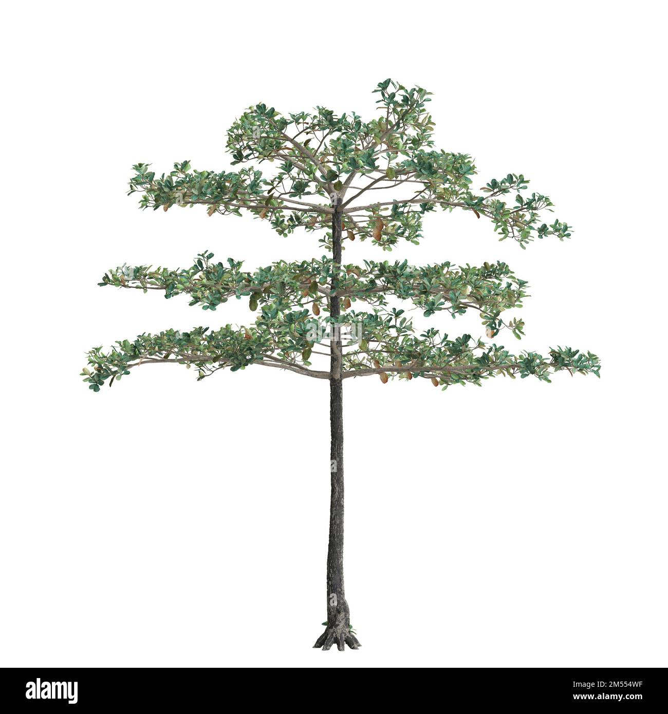 3d illustration of terminalia var tree isolated on white background Stock Photo