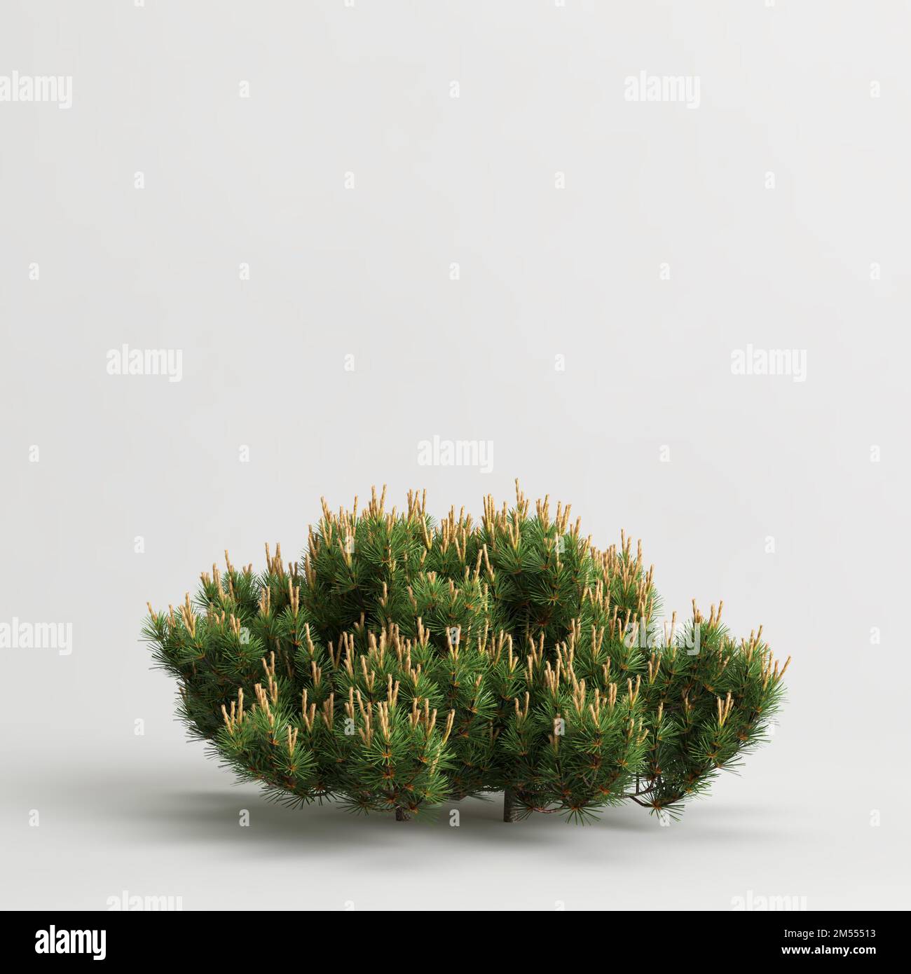 3d illustration of dwarf mugo pine bush isolated on white background Stock Photo
