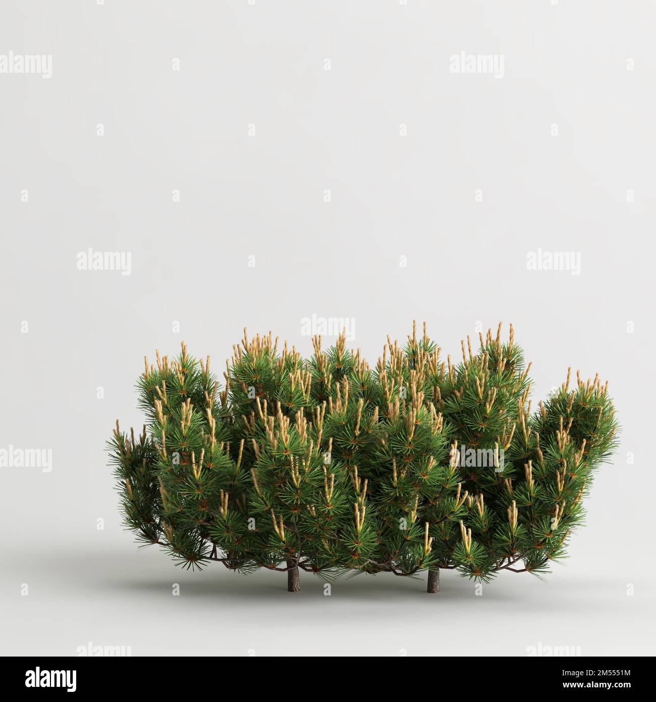 3d illustration of dwarf mugo pine bush isolated on white background Stock Photo