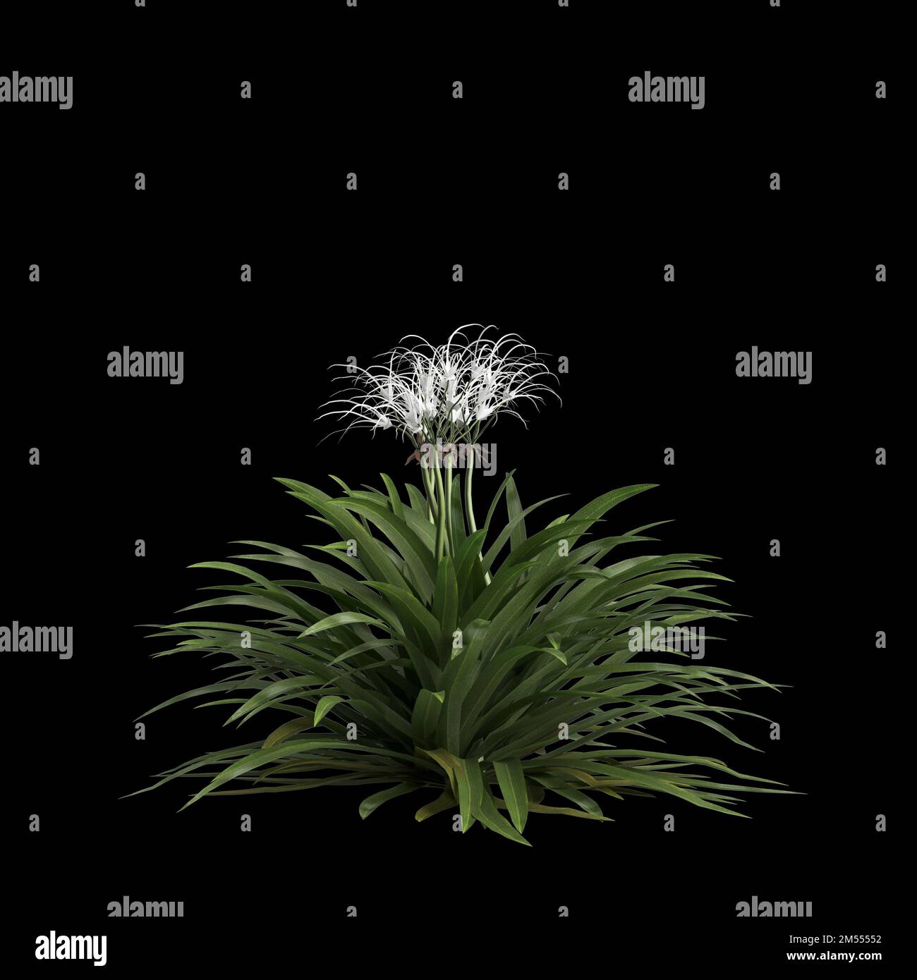 3d illustration of spider lily isolated on black background Stock Photo