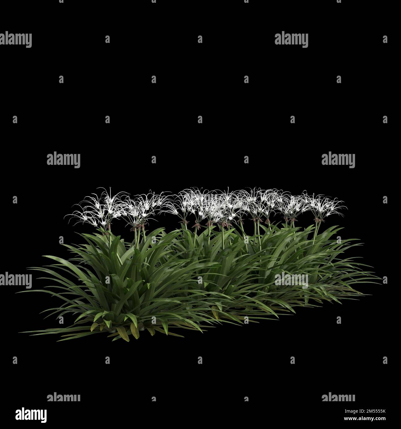 3d illustration of spider lily isolated on black background Stock Photo