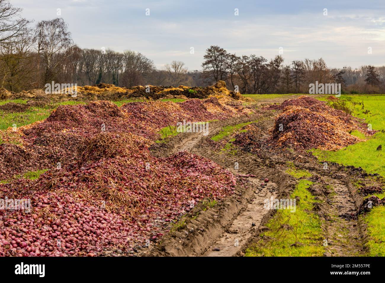 Huge amounts of onions disposed on a field as food destruction in abundance society, Germany Stock Photo