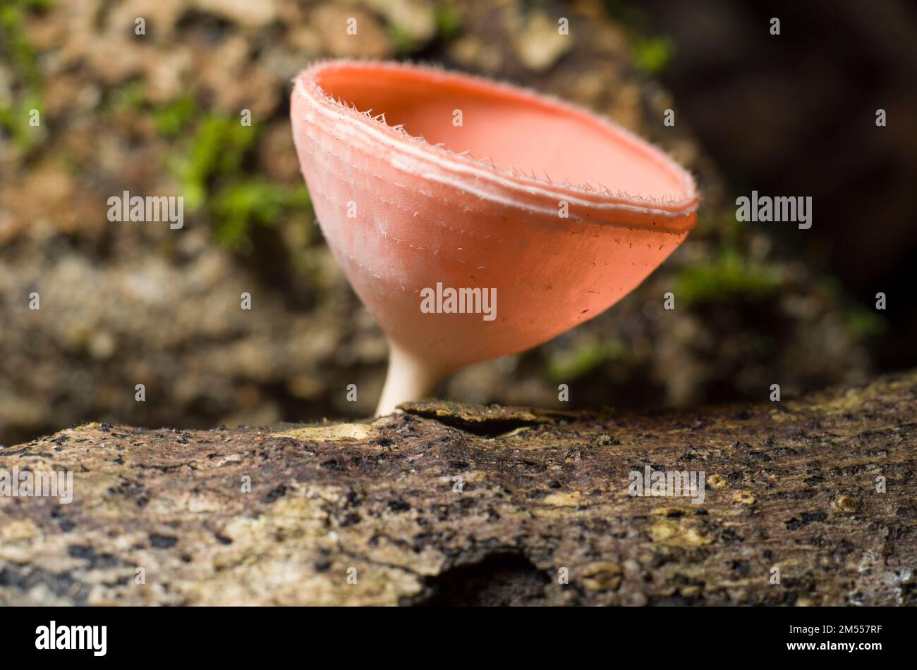 A macro shot of a pink Pezizaceae fungus growing on bark Stock Photo