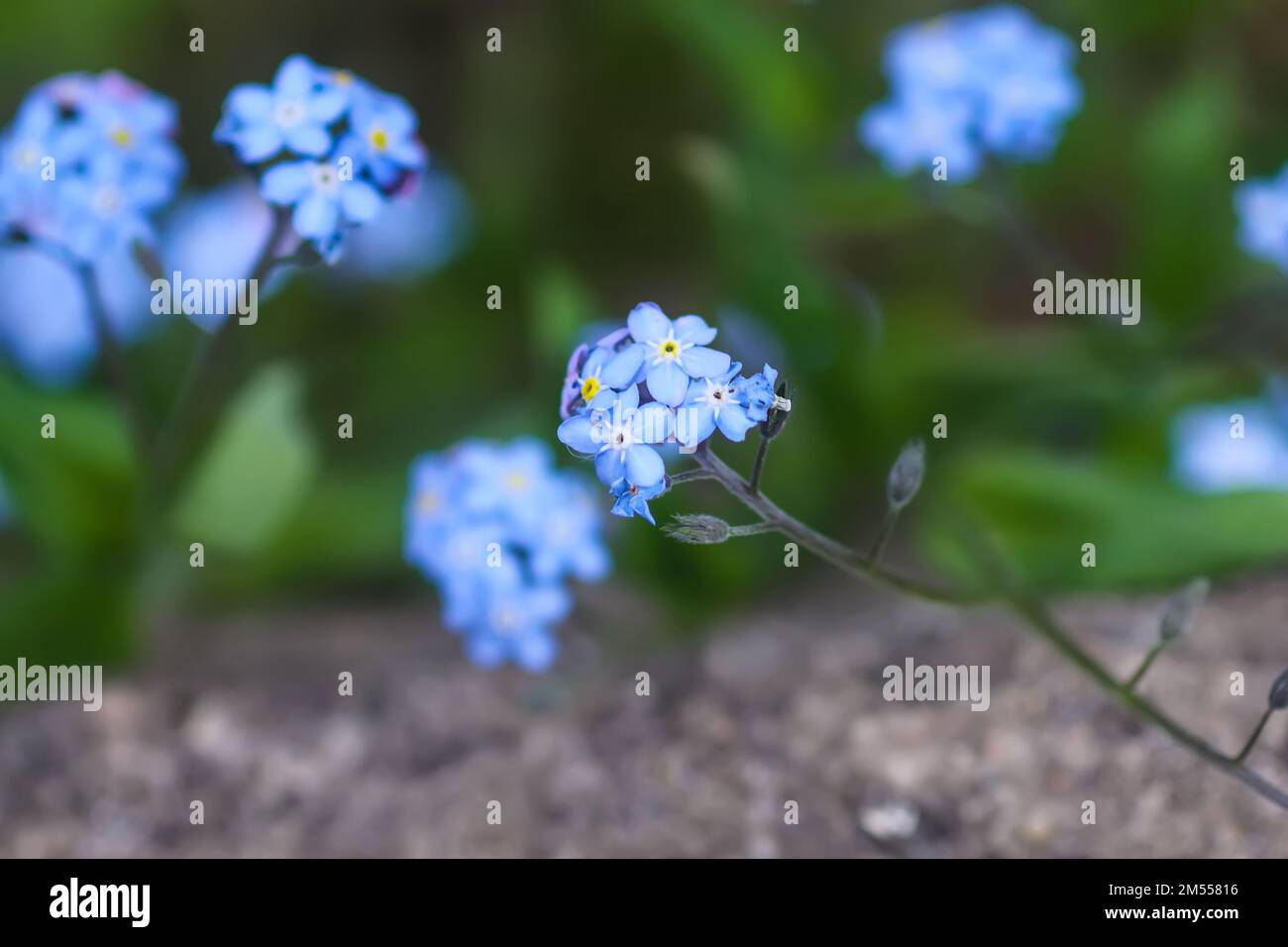Spring Not Flowers Spring blue forget-me-nots flowers. Wildflowers Stock Photo - Alamy