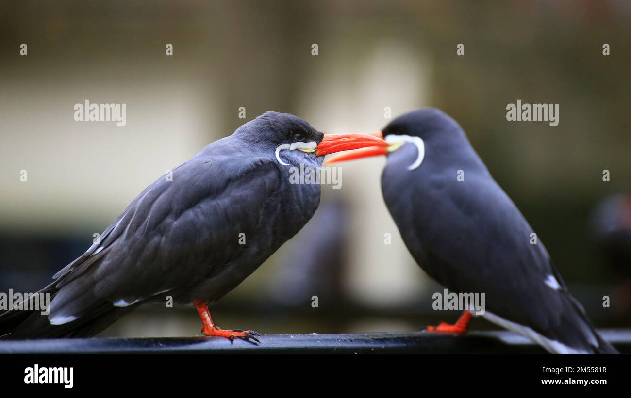 Two inca terns (Larosterna inca) seen from the side. Stock Photo