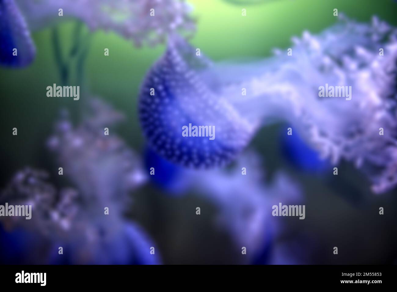 Blurred shot for backgrounds with blue jellyfish Stock Photo - Alamy