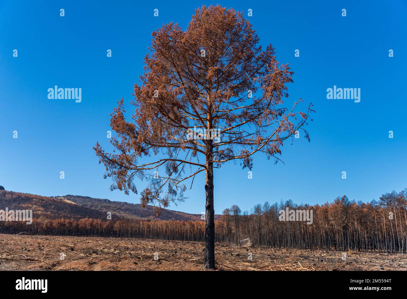 Isolated pine tree after the fire disaster Stock Photo - Alamy