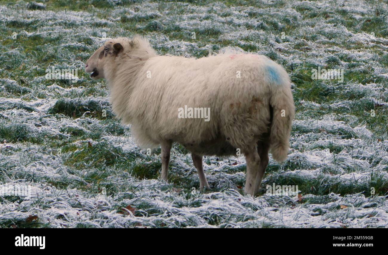 Blue marked sheep standing and bleating on a snow covered meadow. It's