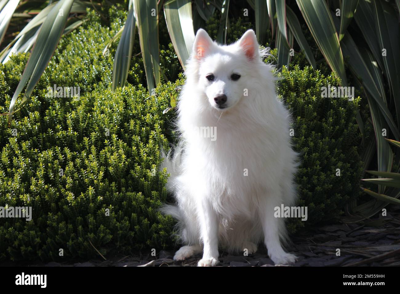 An American Eskimo dog resting in the park with bushes and plants in the background Stock Photo
