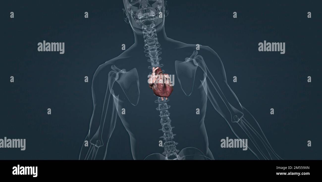 The heart pumps blood through the blood vessels of the circulatory