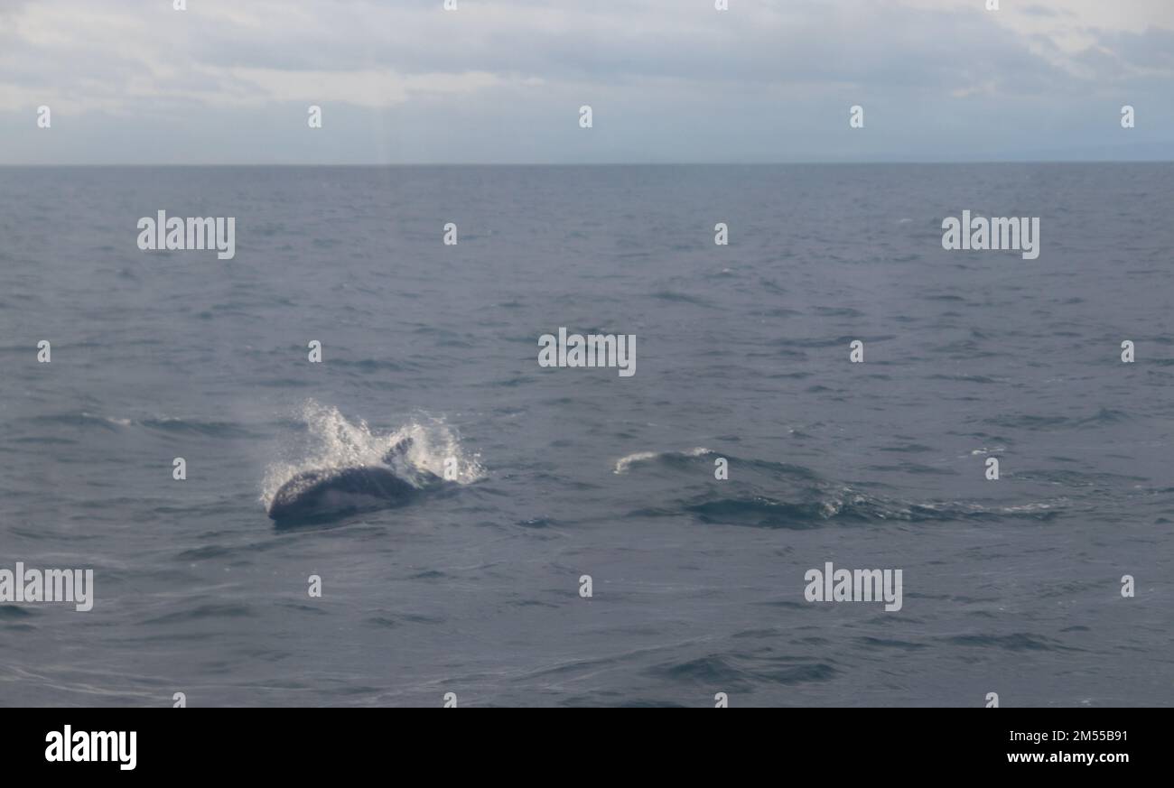 Austral dolphin in Magellan Strait in Chilean Patagonia Stock Photo
