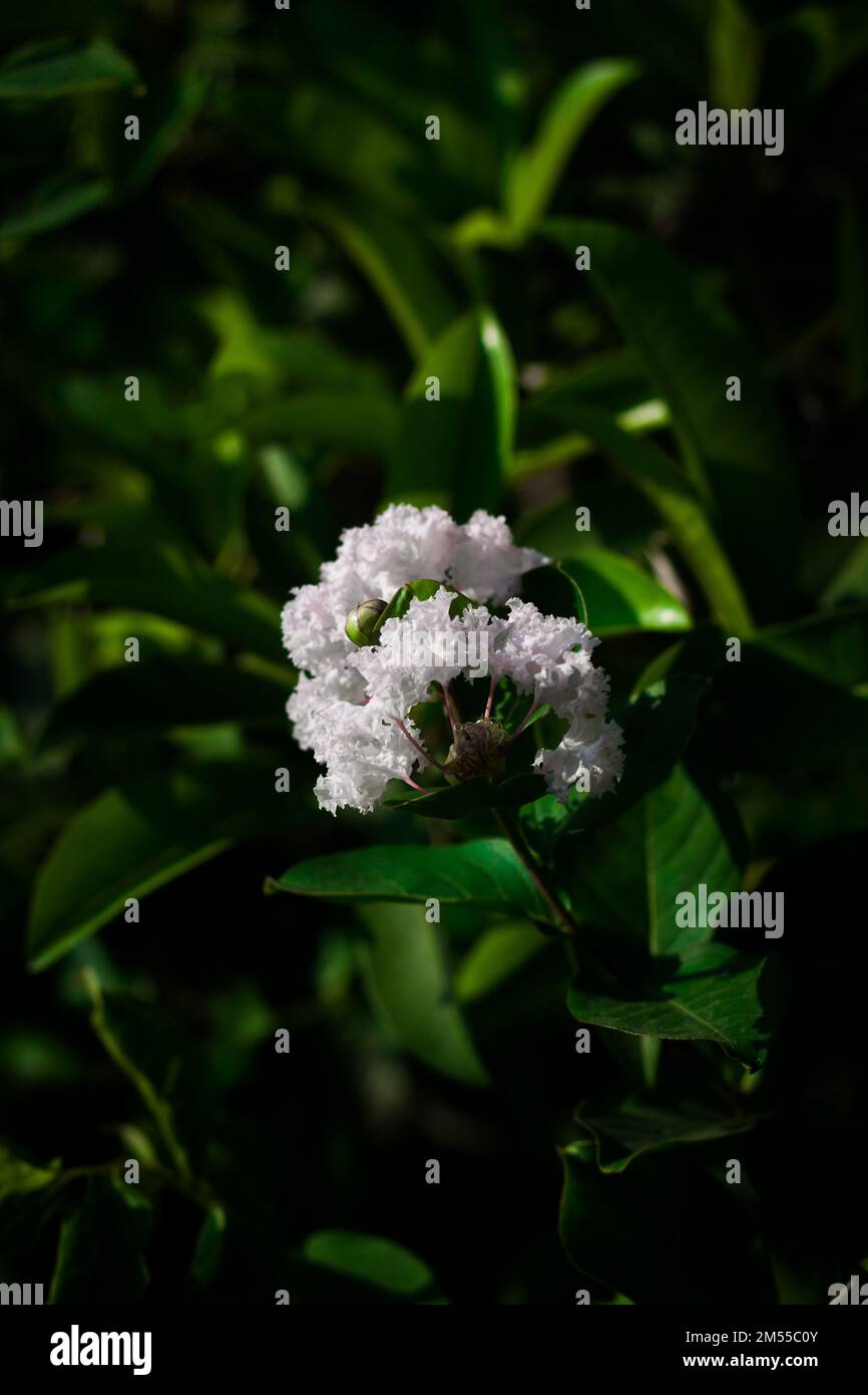 A vertical shot of the white Valerian flower (Valeriana officinalis) with leaves on the blurred background Stock Photo