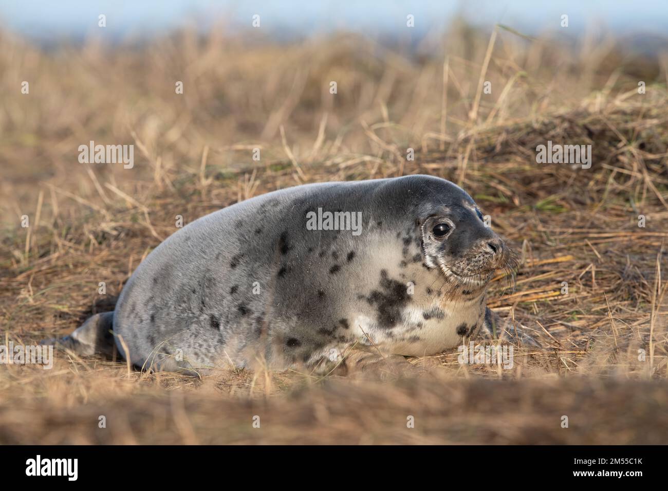 Atlantic Grey Seal Pup (Halichoerus grypus) at the stage where it has fully moulted it’s lanugo Stock Photo