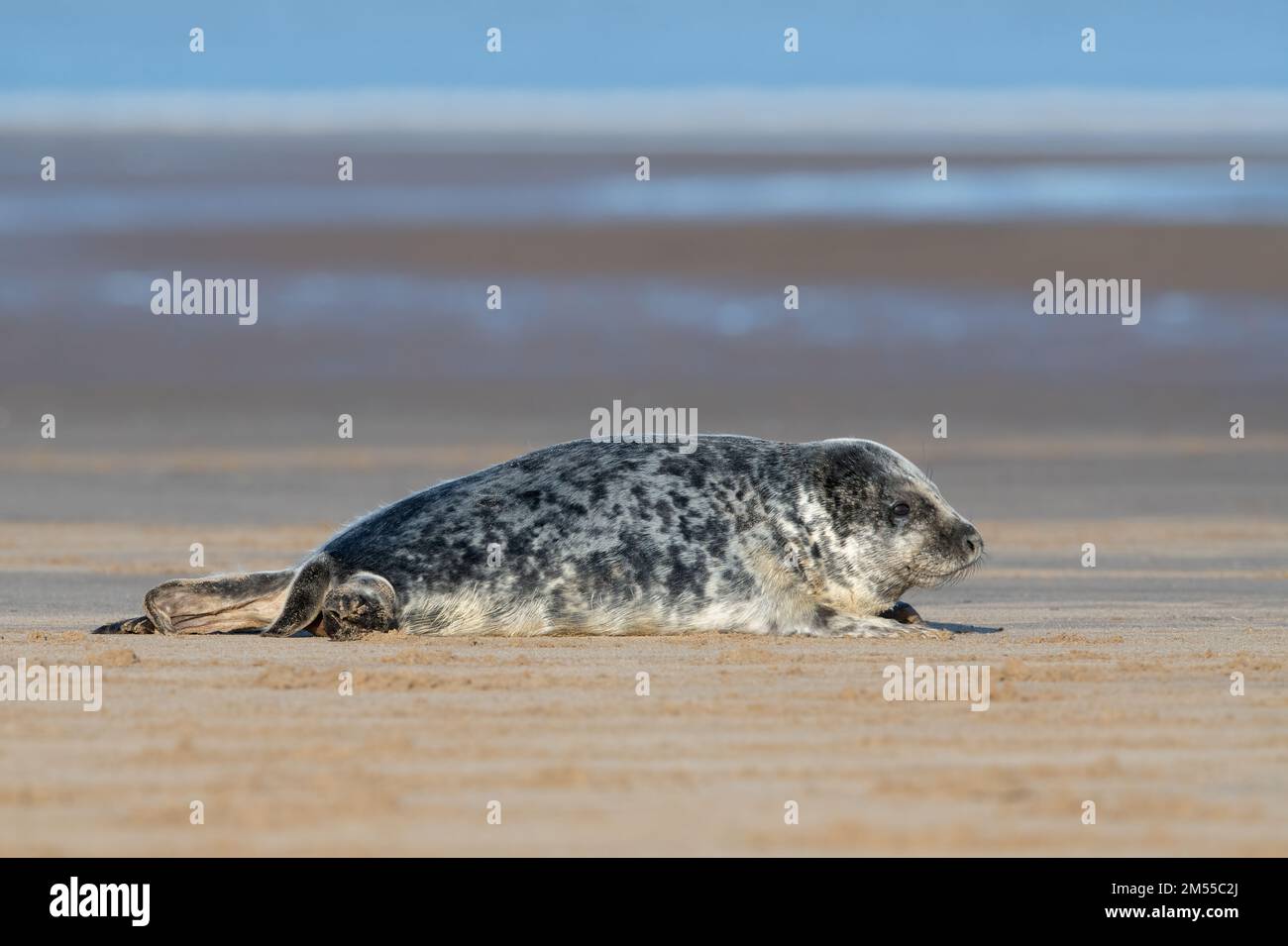 Atlantic Grey Seal Pup (Halichoerus grypus) at the stage where it has