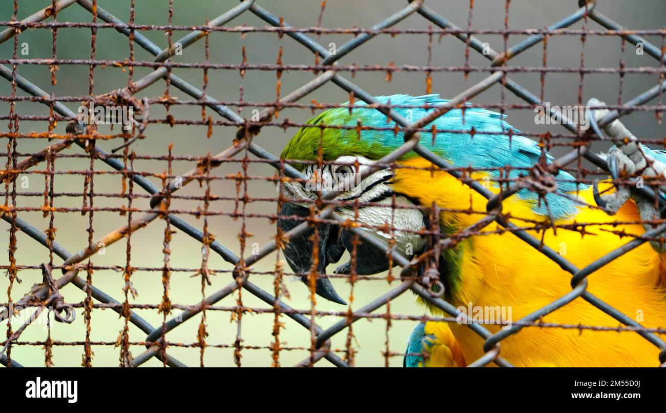 parrot blue and gold macaw