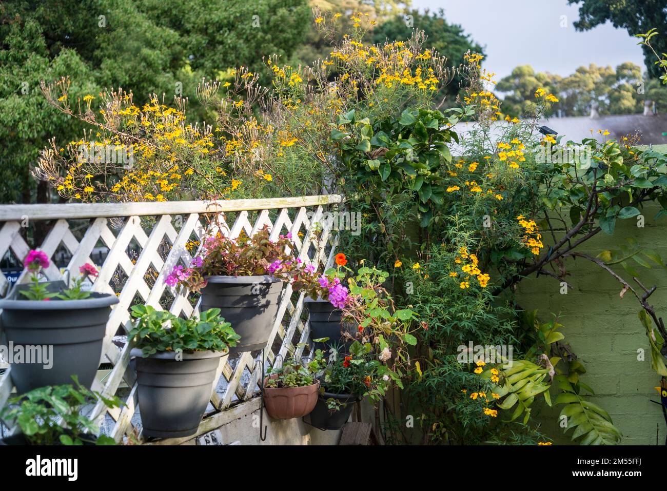 Domestic garden australia hi-res stock photography and images - Alamy