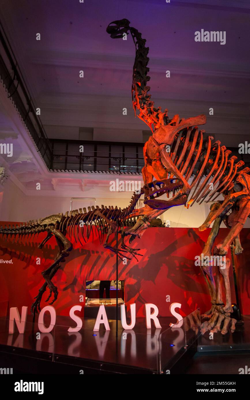 Cast of Jobaria tiguidensis, a sauropod from Early Cretaceous period