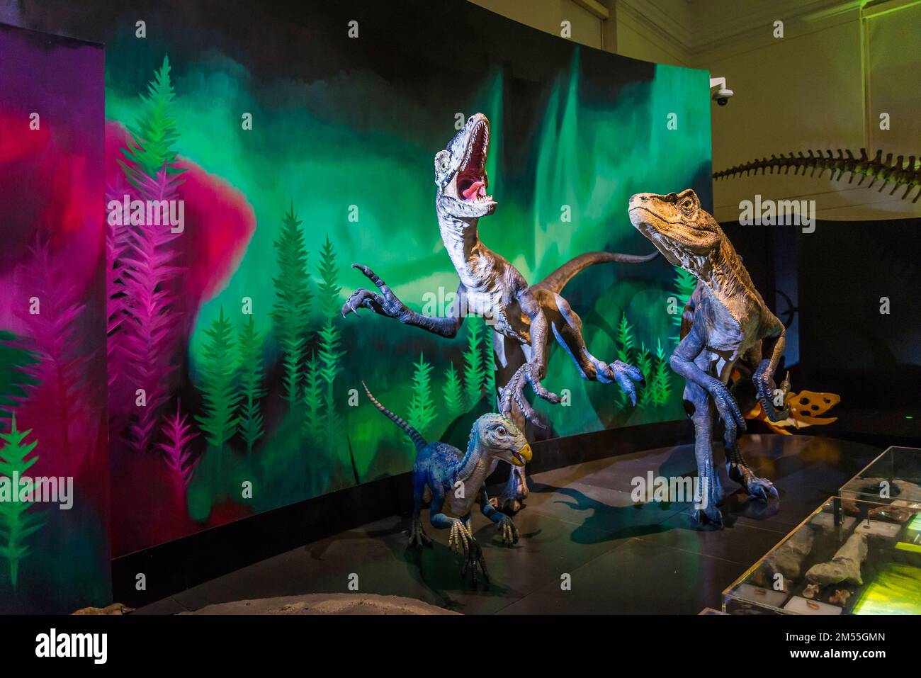 Dinosaurs from Lightening Ridge, 110 million years ago, Dinosaur galleries at the Australian Museum, Natural History Museum, Sydney, NSW, Australia Stock Photo