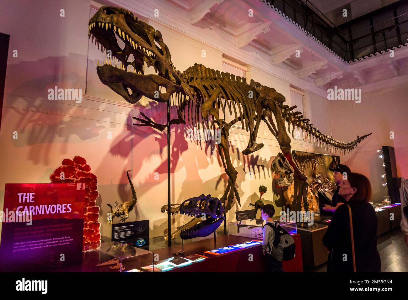 Dinosaur galleries at the Australian Museum, Natural History Museum, Sydney, NSW, Australia