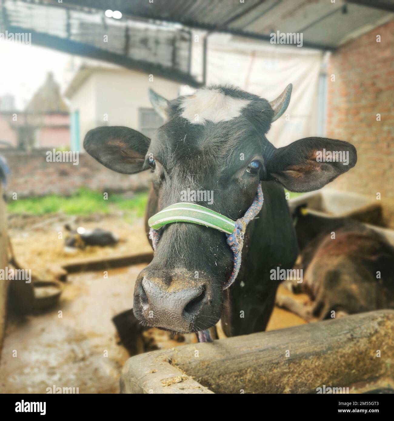 A portrait of a cow in the barn Stock Photo - Alamy