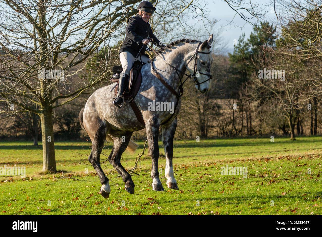 Hagley, Worcestershire, UK. 26th Dec, 2022. An excited horse jumps with all four hooves off the ground at the Albrighton and Woodland Hunt as they meet for the traditional Boxing Day hunt at Hagley Hall. Worcestershire, on a bright and sunny day. Credit: Peter Lopeman/Alamy Live News Stock Photo