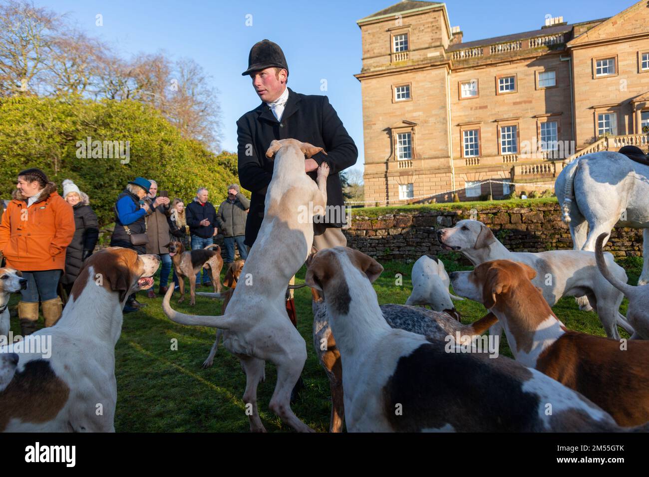 Hagley, Worcestershire, UK. 26th Dec, 2022. An excited pack of hounds at the Albrighton and Woodland Hunt as they meet for the traditional Boxing Day hunt at Hagley Hall. Worcestershire, on a bright and sunny day. Credit: Peter Lopeman/Alamy Live News Stock Photo