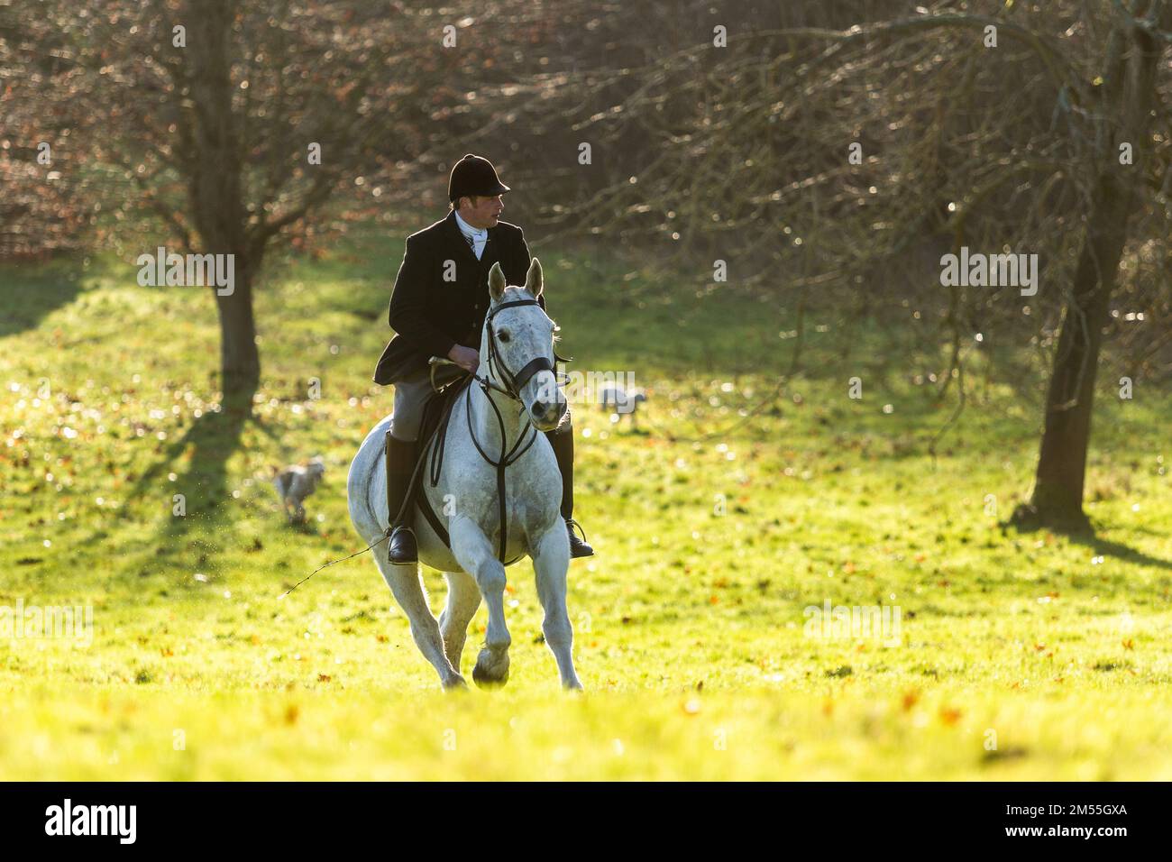 Hagley, Worcestershire, UK. 26th Dec, 2022. Horse and rider take to the field at the Albrighton and Woodland Hunt as they meet for the traditional Boxing Day hunt at Hagley Hall. Worcestershire, on a bright and sunny day. Credit: Peter Lopeman/Alamy Live News Stock Photo