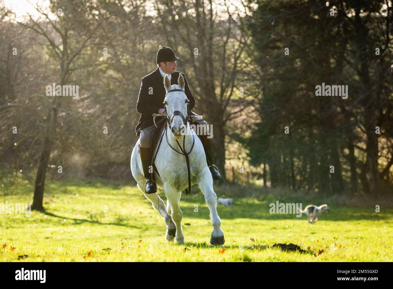 Hagley, Worcestershire, UK. 26th Dec, 2022. Horse and rider take to the field at the Albrighton and Woodland Hunt as they meet for the traditional Boxing Day hunt at Hagley Hall. Worcestershire, on a bright and sunny day. Credit: Peter Lopeman/Alamy Live News Stock Photo