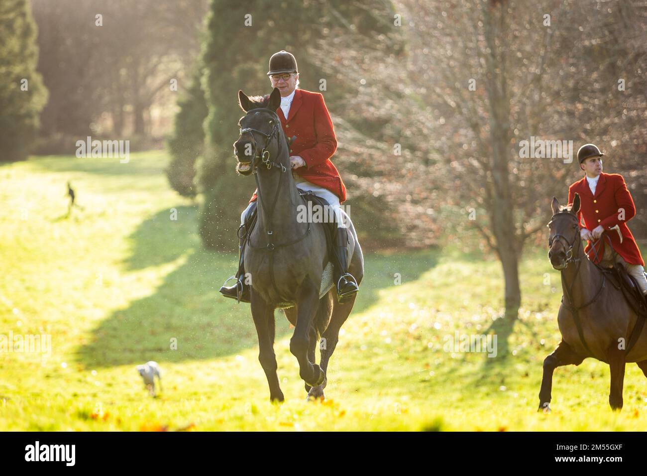 Hagley, Worcestershire, UK. 26th Dec, 2022. Horse and rider take to the field at the Albrighton and Woodland Hunt as they meet for the traditional Boxing Day hunt at Hagley Hall. Worcestershire, on a bright and sunny day. Credit: Peter Lopeman/Alamy Live News Stock Photo