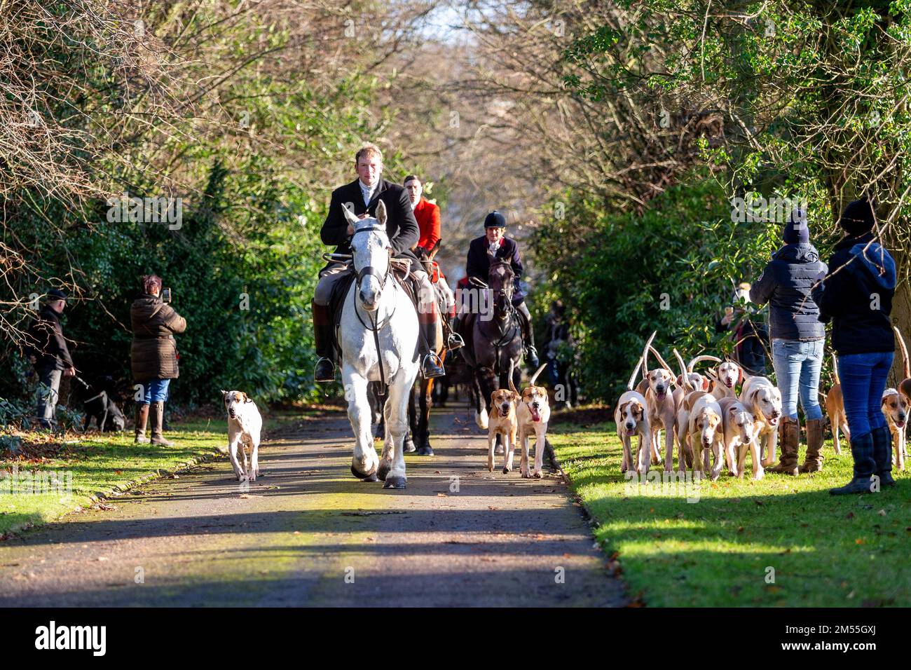 Hagley, Worcestershire, UK. 26th Dec, 2022. Horses and hounds trot down a lane at the Albrighton and Woodland Hunt as they meet for the traditional Boxing Day hunt at Hagley Hall. Worcestershire, on a bright and sunny day. Credit: Peter Lopeman/Alamy Live News Stock Photo