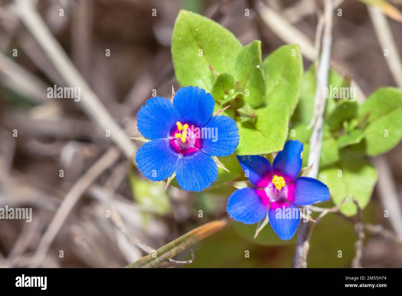 Blue pimpernel (Lysimachia monellii) Wild flower growing during spring, Cape Town, South Africa Stock Photo
