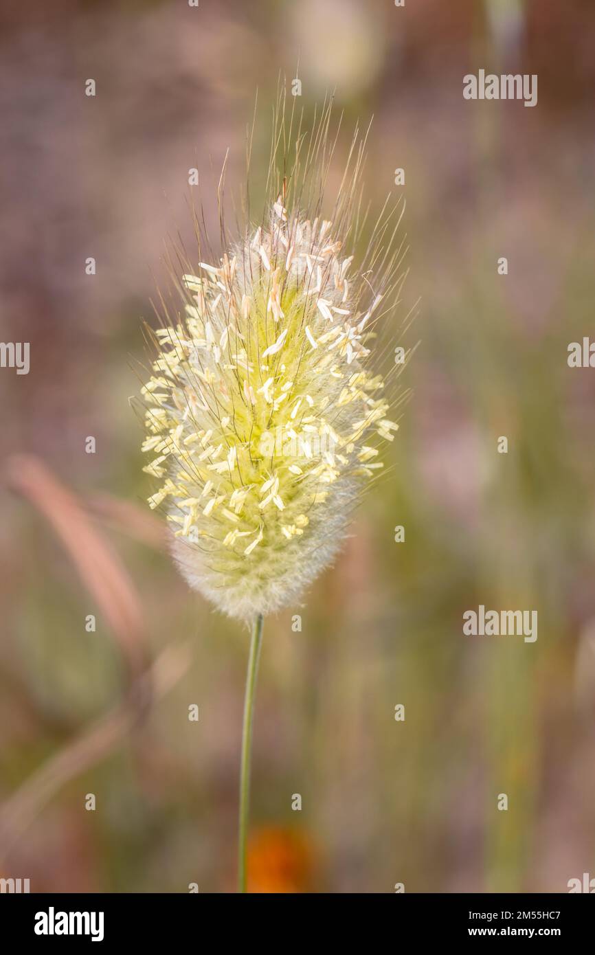 (Lagurus ovatus) hare’s tail grass during spring, Cape Town, South Africa Stock Photo