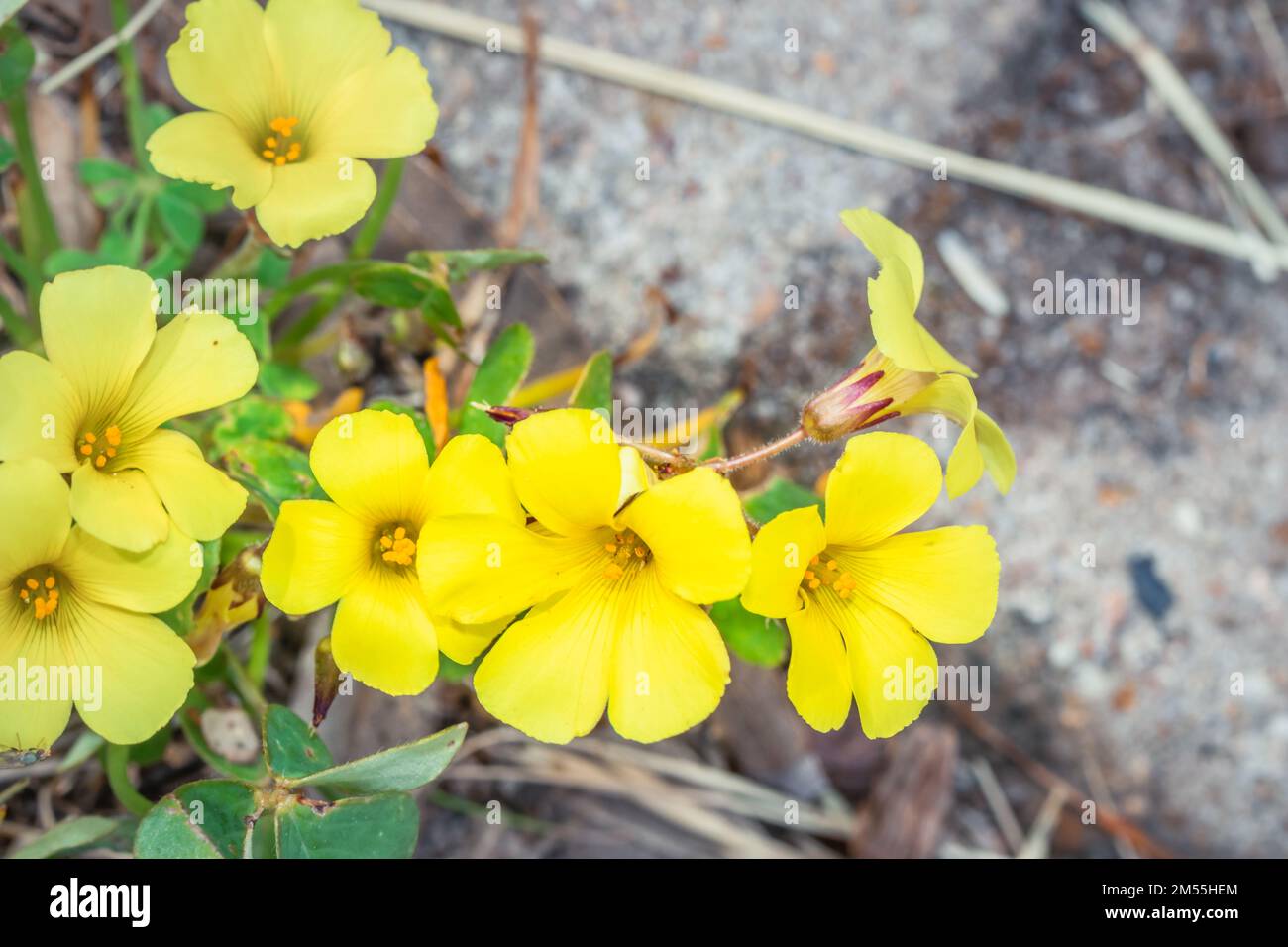 (Oxalis stricta) common yellow wood sorrel during spring, Cape Town, South Africa Stock Photo