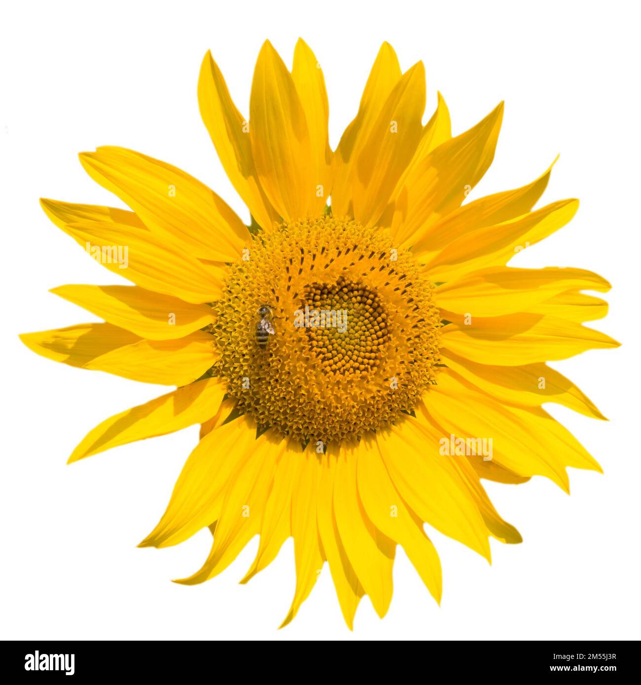 Bright yellow sunflower flower isolated on white background Stock Photo ...