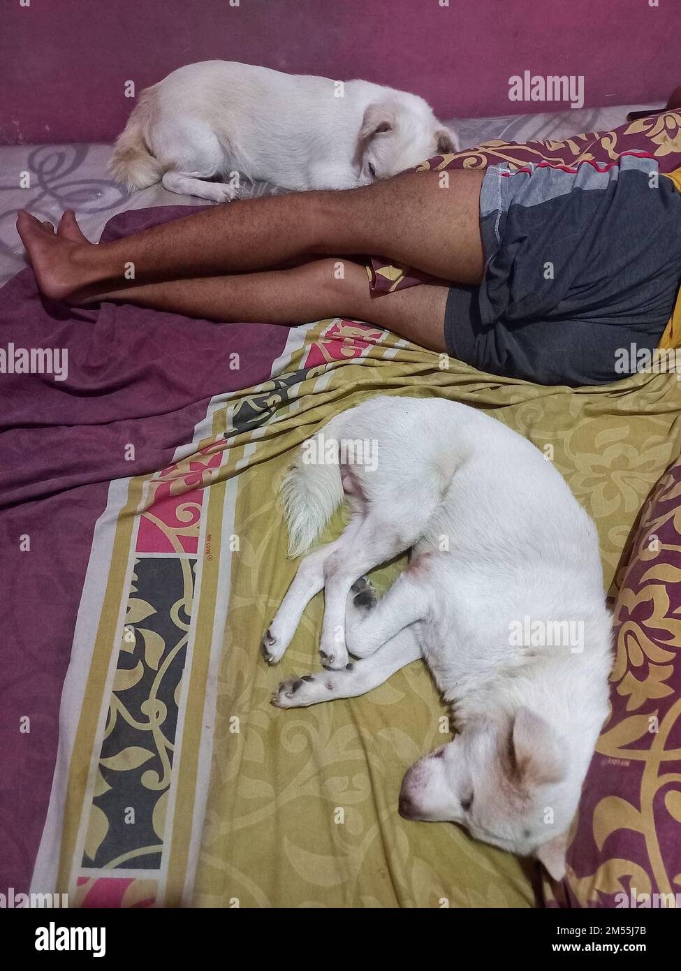 shy white dog face relaxing sleeping with owner in bed Stock Photo Alamy