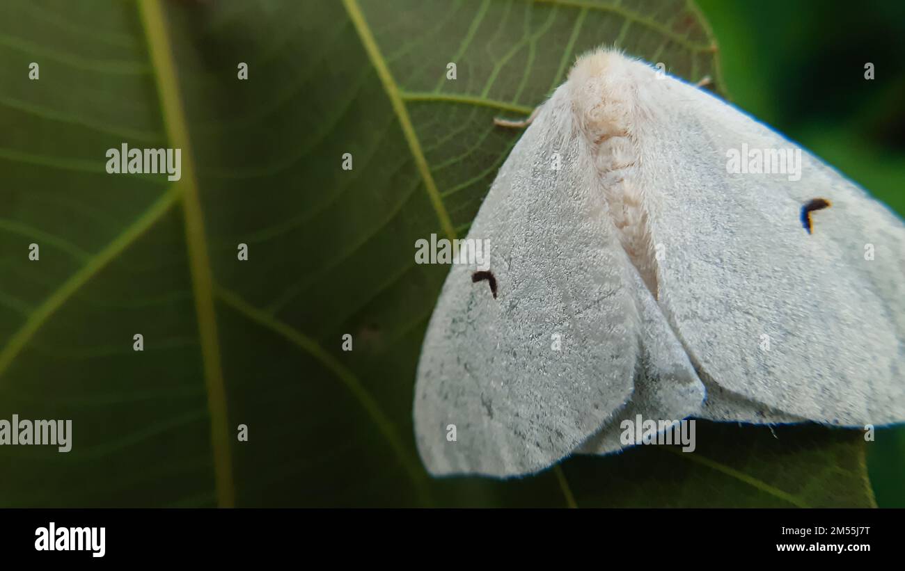 Black v moth hi-res stock photography and images - Alamy