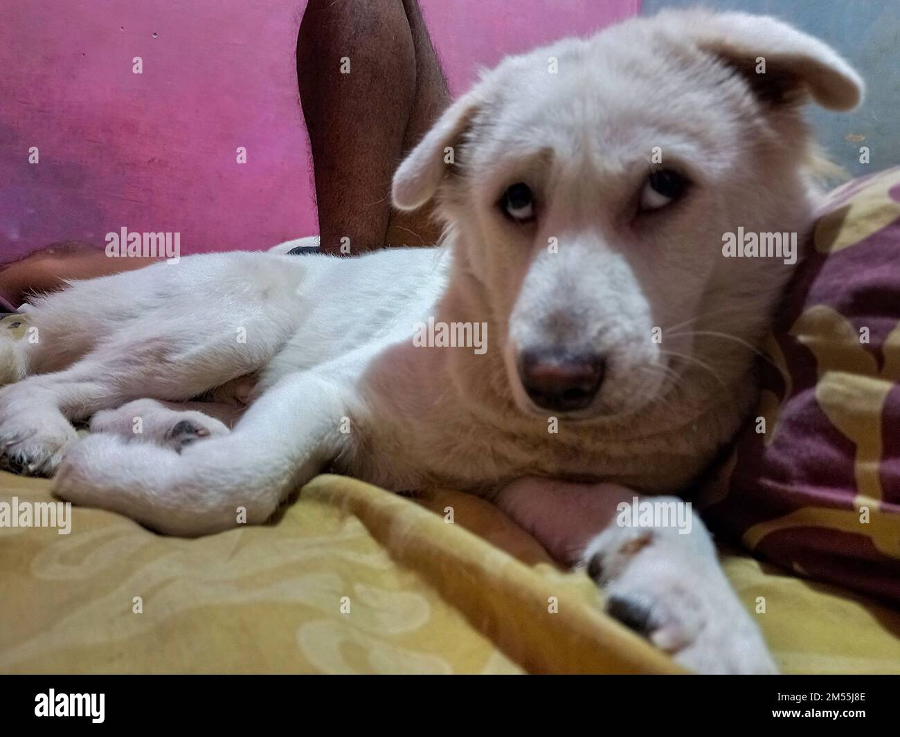 shy white dog face relaxing sleeping with owner in bed Stock Photo Alamy