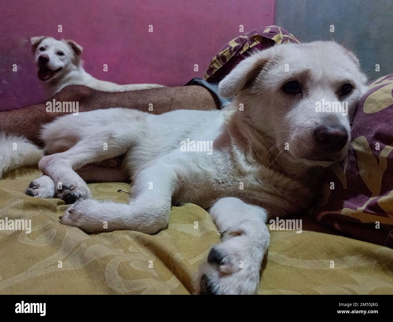 shy white dog face relaxing sleeping with owner in bed Stock Photo Alamy